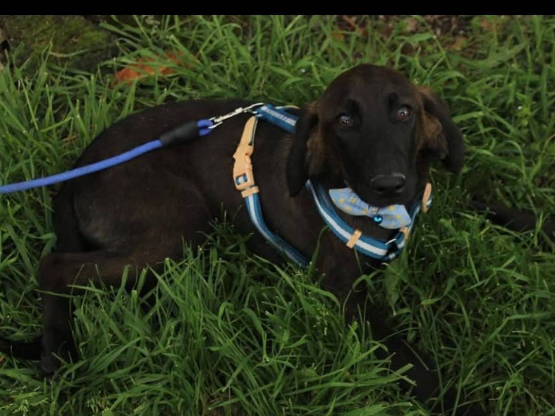 Adotta un cane, taglia media contenuta, maschio, Napoli