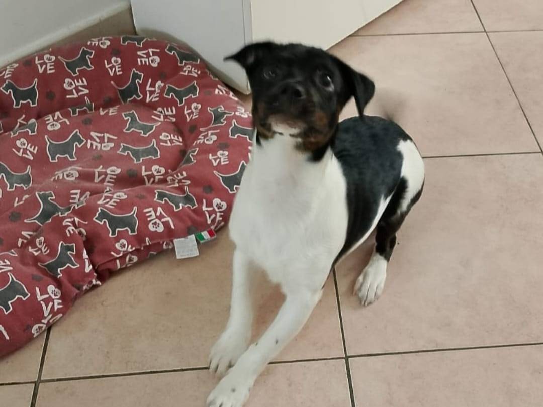 Adotta un cane, femmina, 4 mesi, Napoli