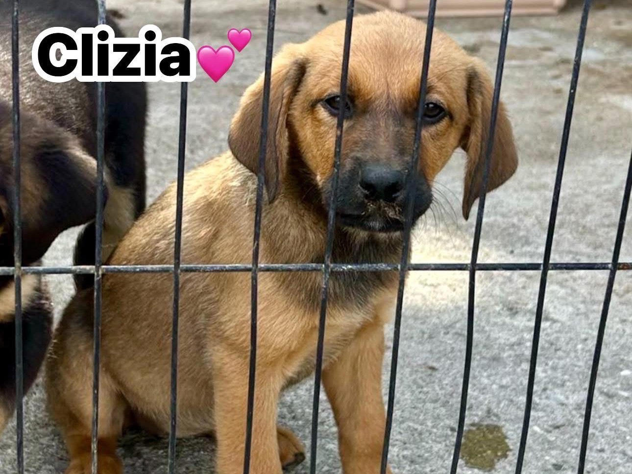 Adotta un cane, femmina, 3 mesi, Massa