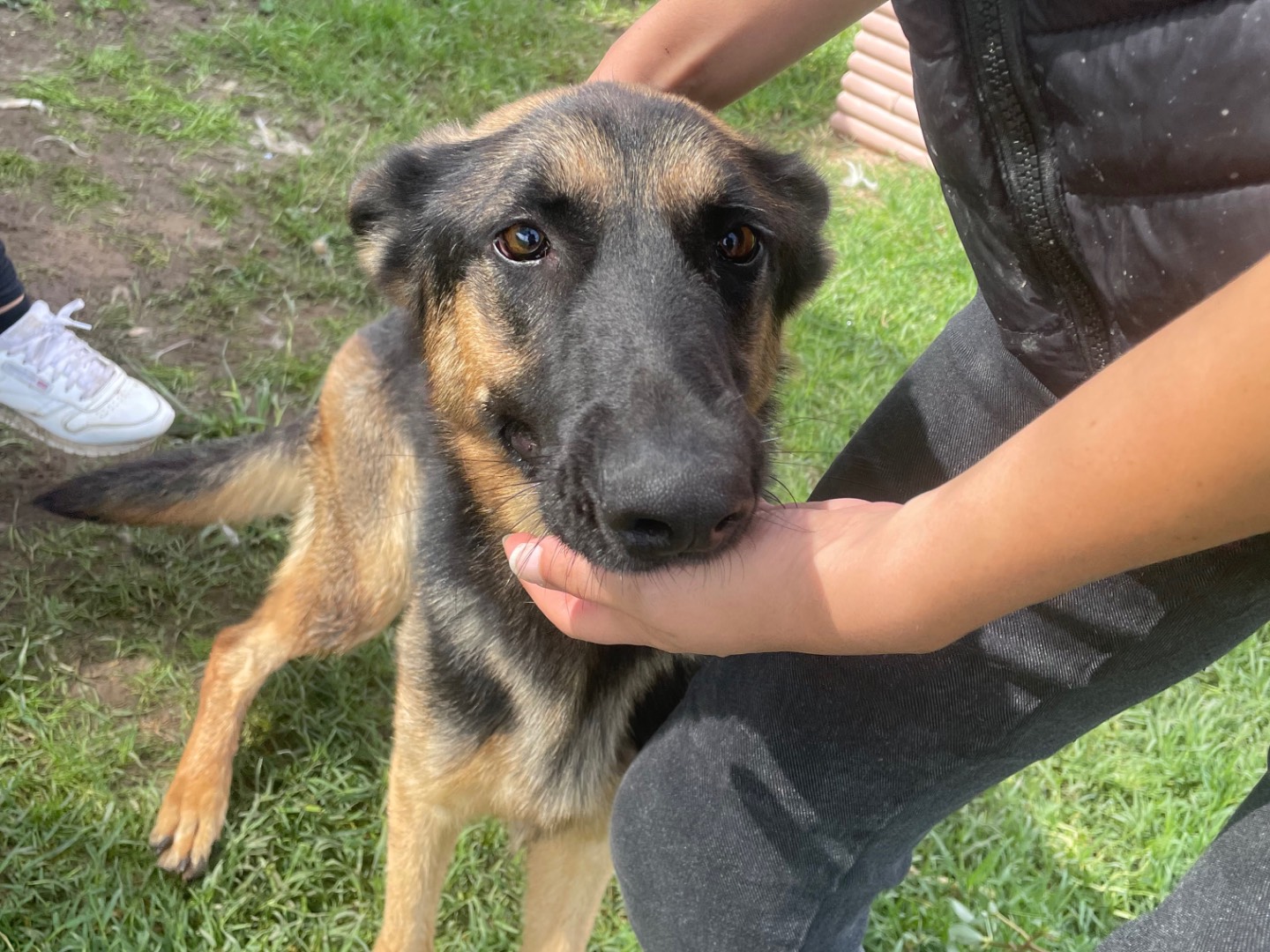 Vuoi adottare un cane a Latina?