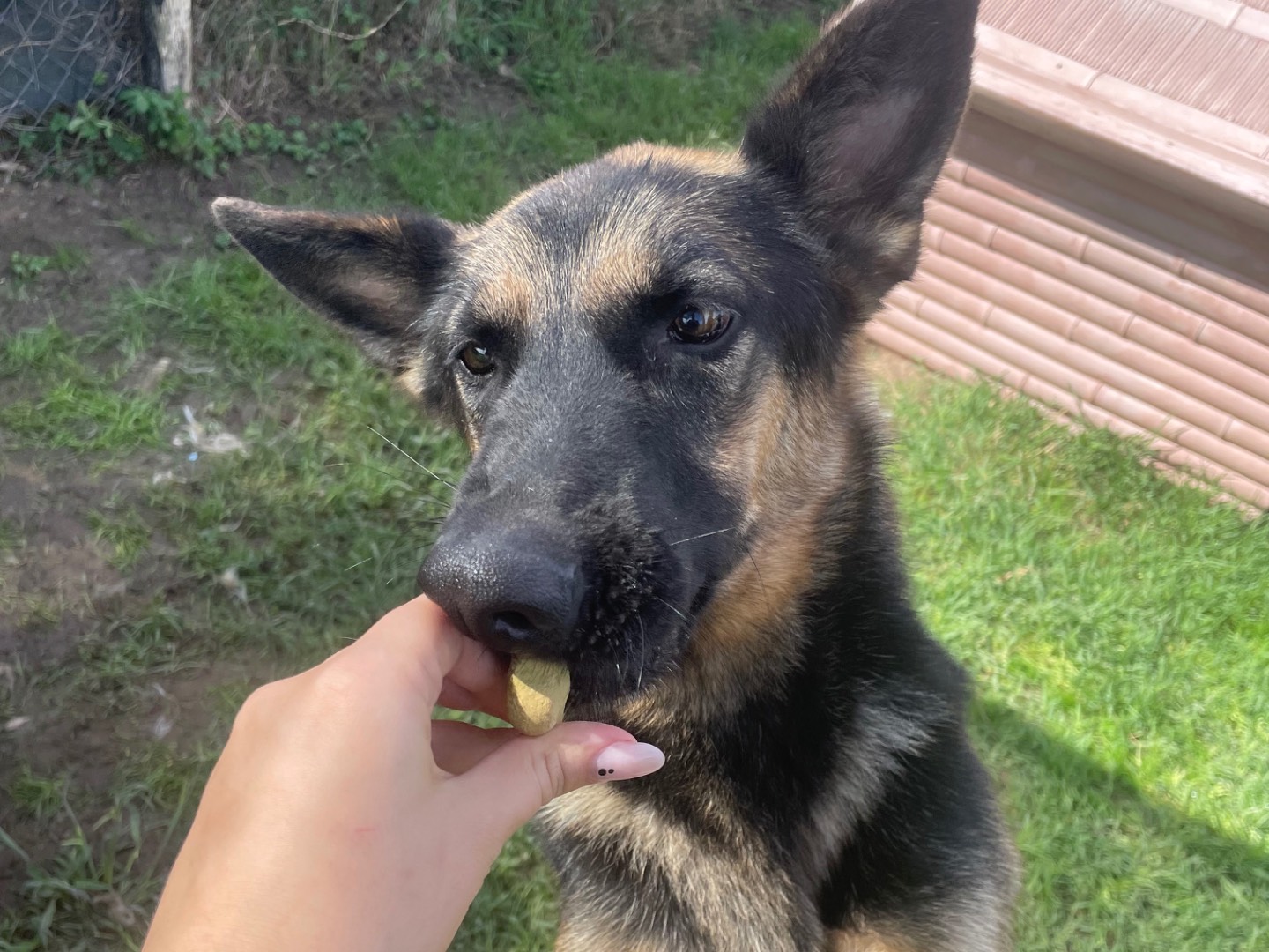Adotta il cane Lupetta a Latina
