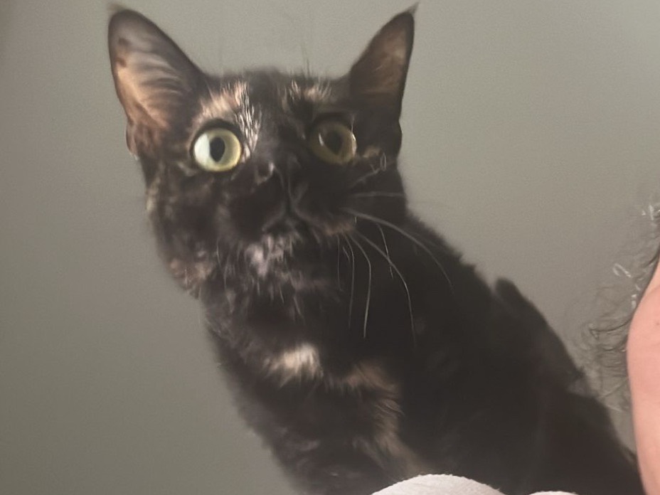 Adotta un gatto, femmina, 1 anno, Bari
