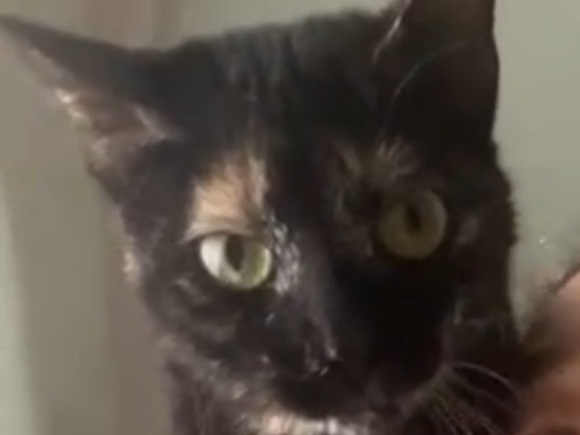Adotta un gatto, taglia non valida, femmina, Bari