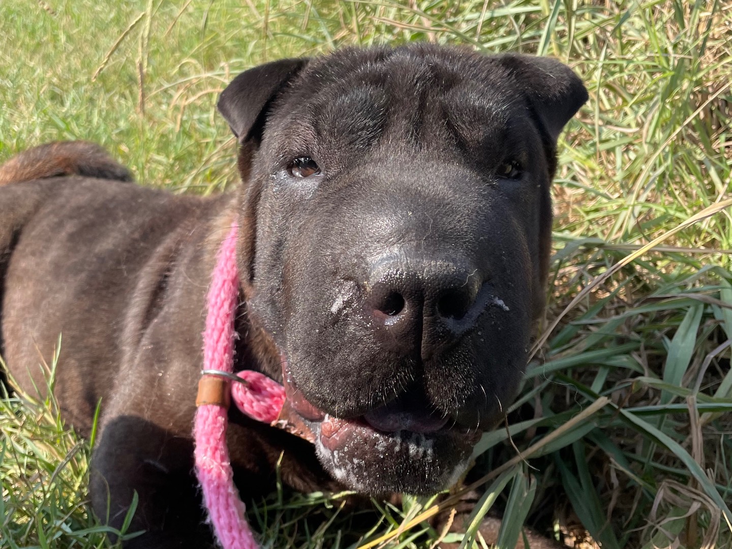 Adozione cane, femmina, Shar Pei Razza sconosciuta, 2 anni  e 3 mesi , taglia piccola, Latina