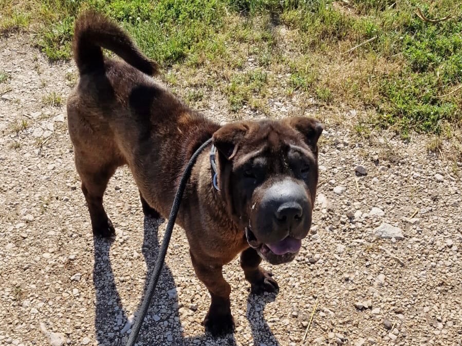 Adotta un cane, femmina, 2 anni  e 3 mesi , Latina