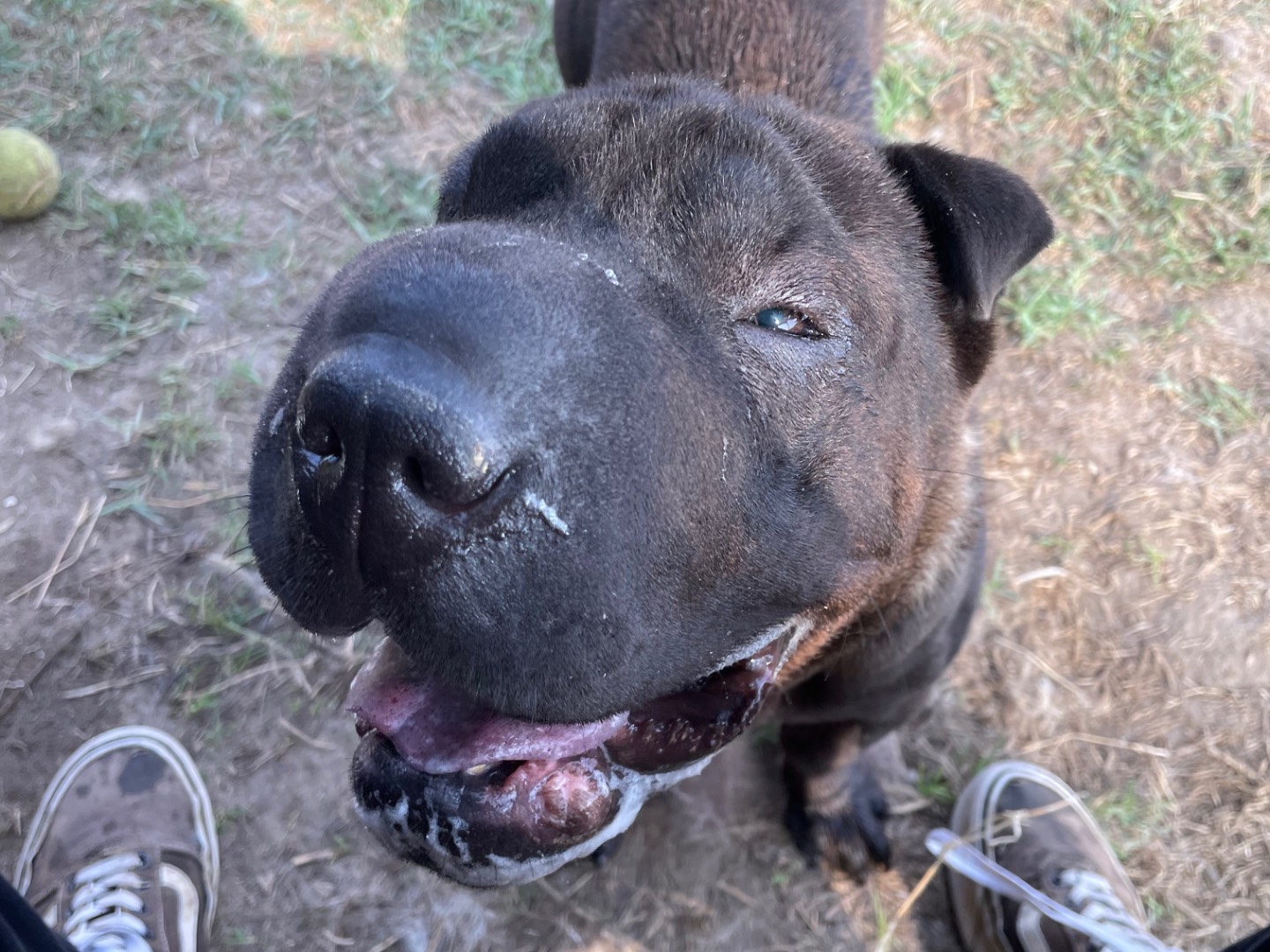 Vuoi adottare un cane a Latina?