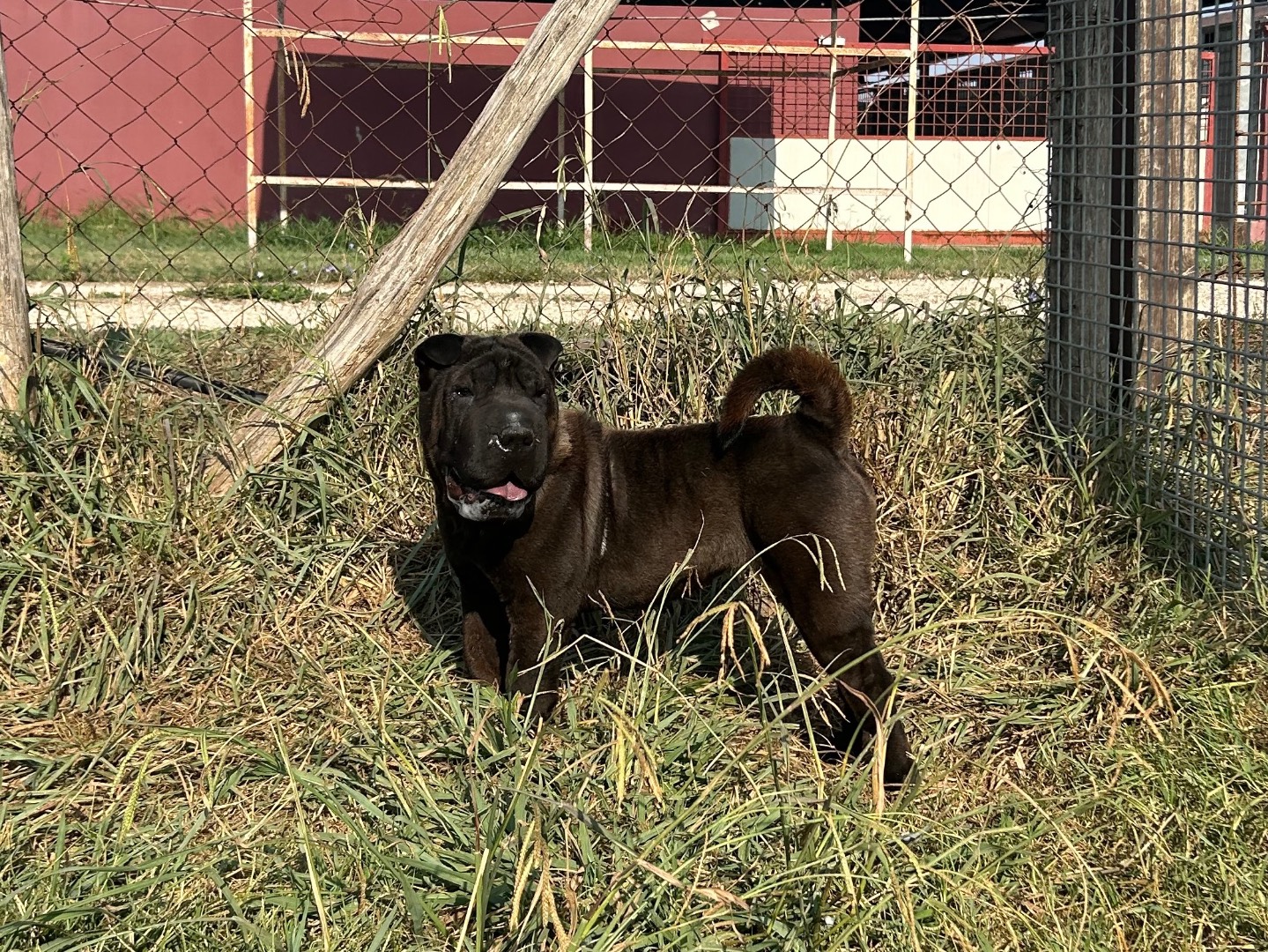 Adotta il cane Shalpetta a Latina