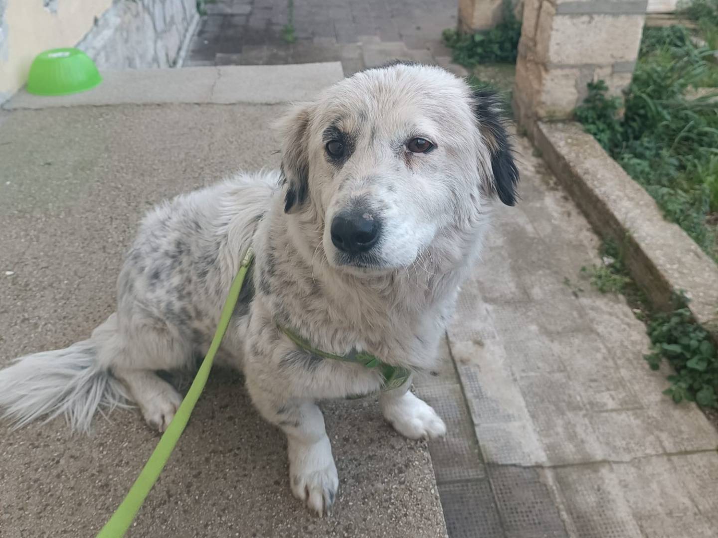 Adozione cane, femmina, Razza sconosciuta Razza sconosciuta, 11 mesi, taglia piccola, Foggia