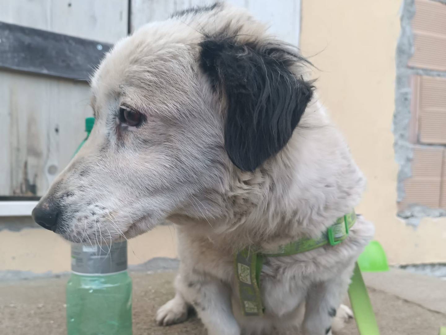 Adotta un cane, femmina, 11 mesi, Foggia