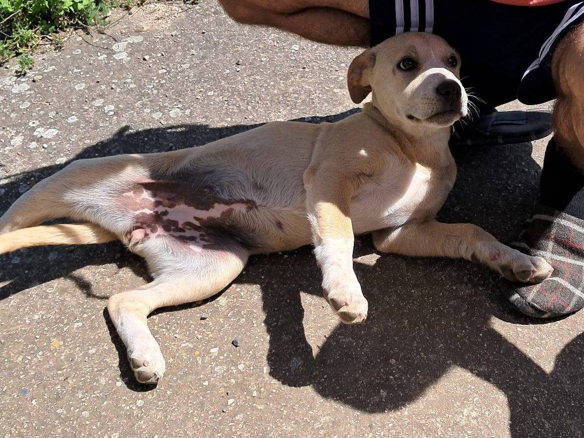 Adotta un cane, femmina, 3 mesi, Foggia