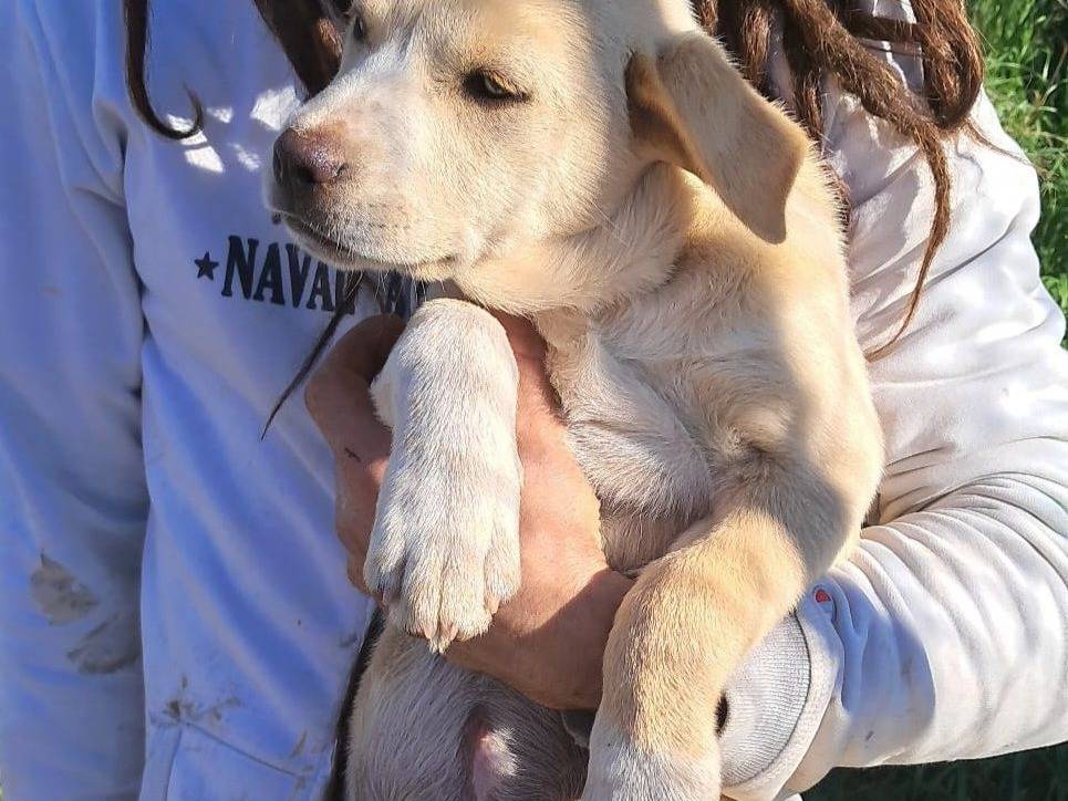 Adotta un cane, taglia media, femmina, Foggia