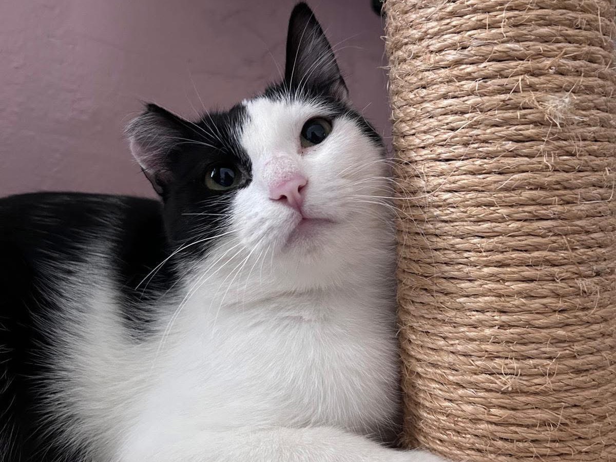Adotta un gatto, femmina, 2 anni  e 1 mese, Bari