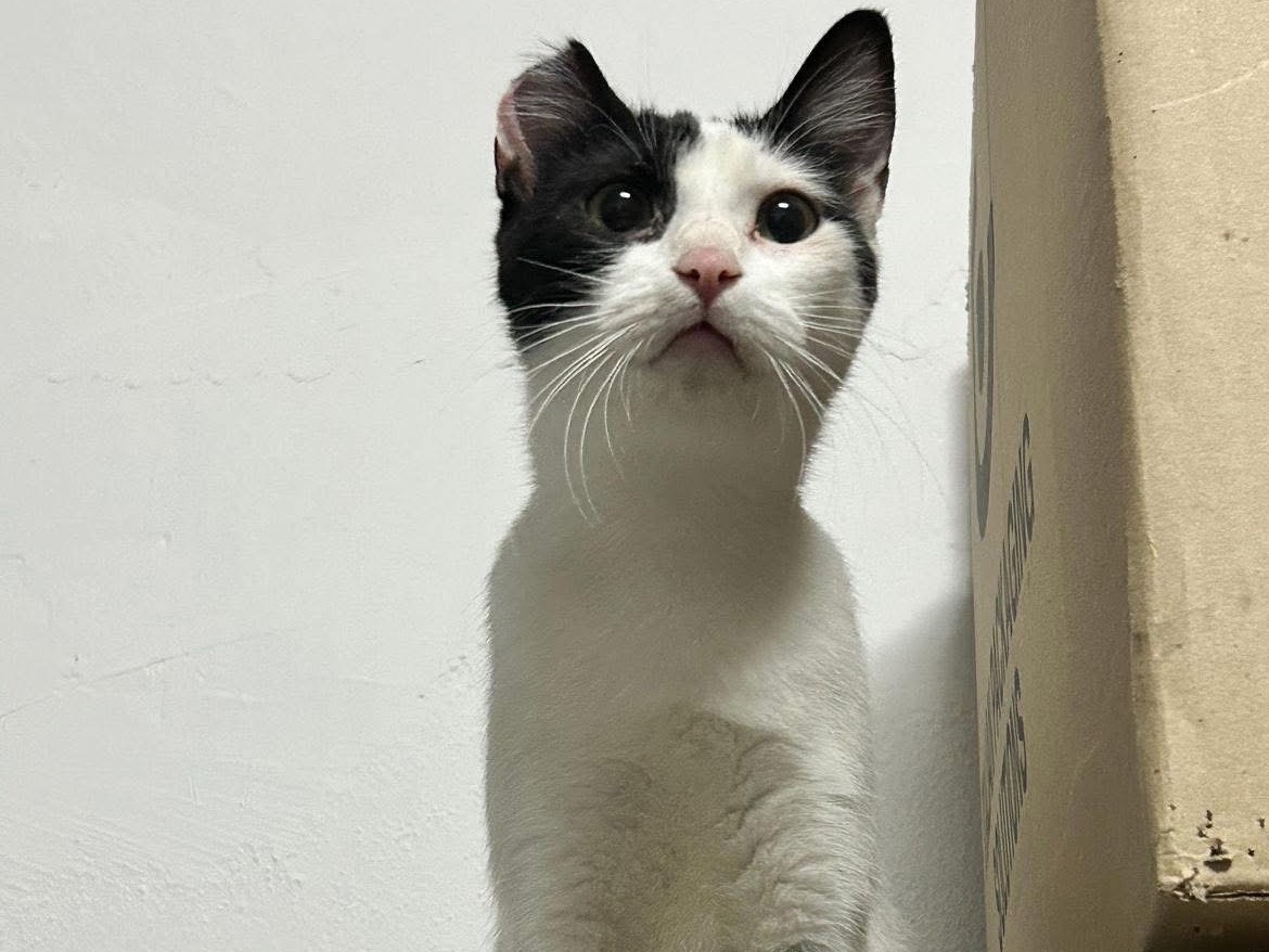 Adotta un gatto, taglia non valida, femmina, Bari