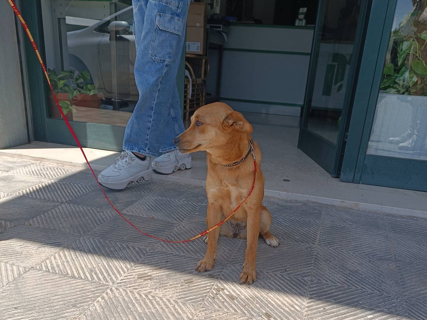 Foto dell'animale