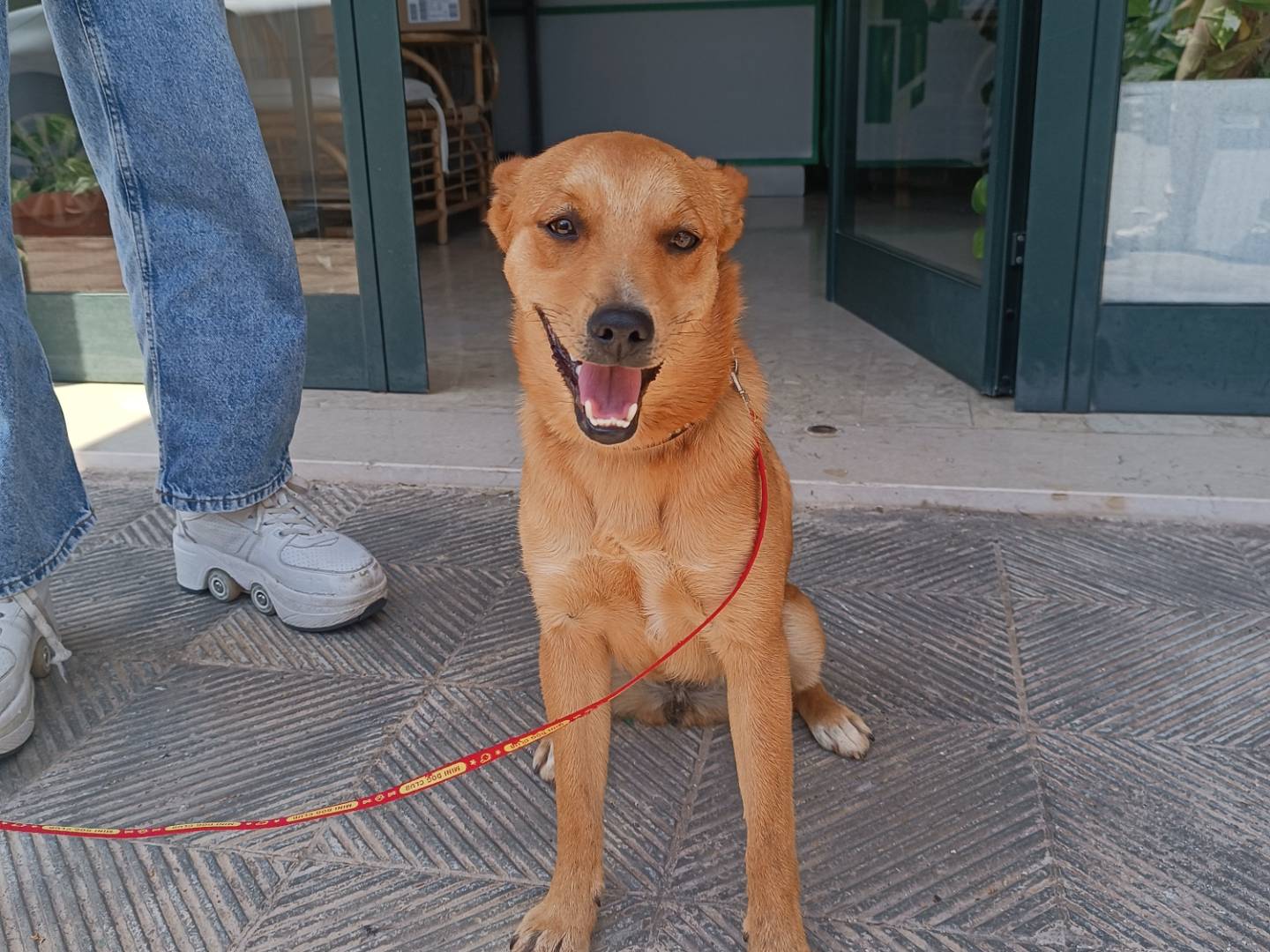 Adotta un cane, femmina, 6 mesi, Taranto