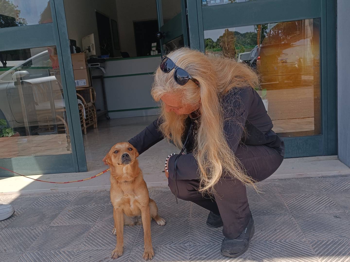 Vuoi adottare un cane a Taranto?