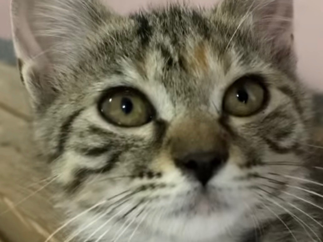 Vuoi adottare un gatto a Bari?