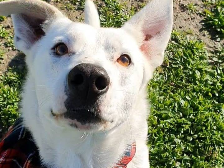 Adotta un cane, taglia media contenuta, maschio, Taranto