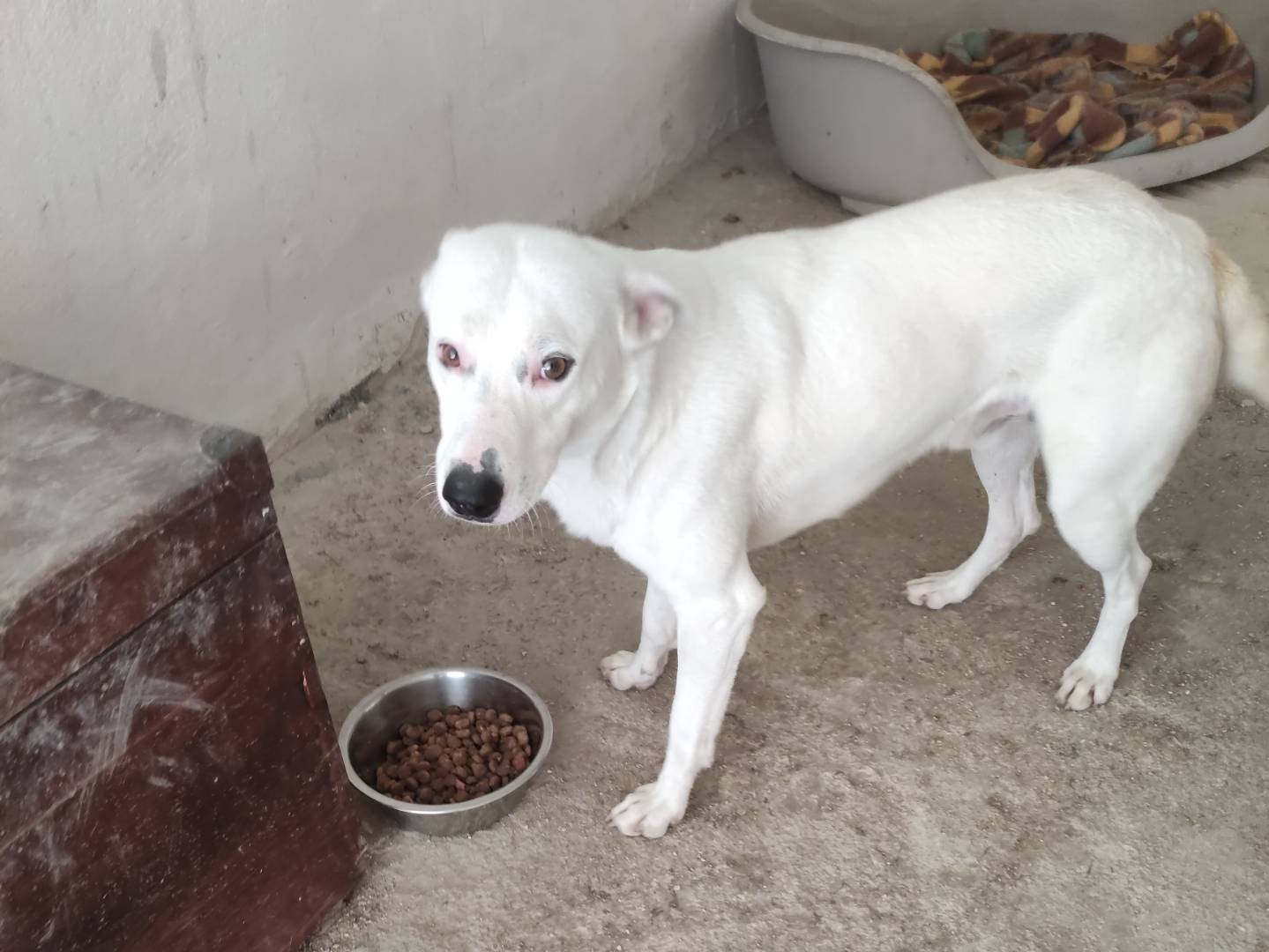 Vuoi adottare un cane a Taranto?