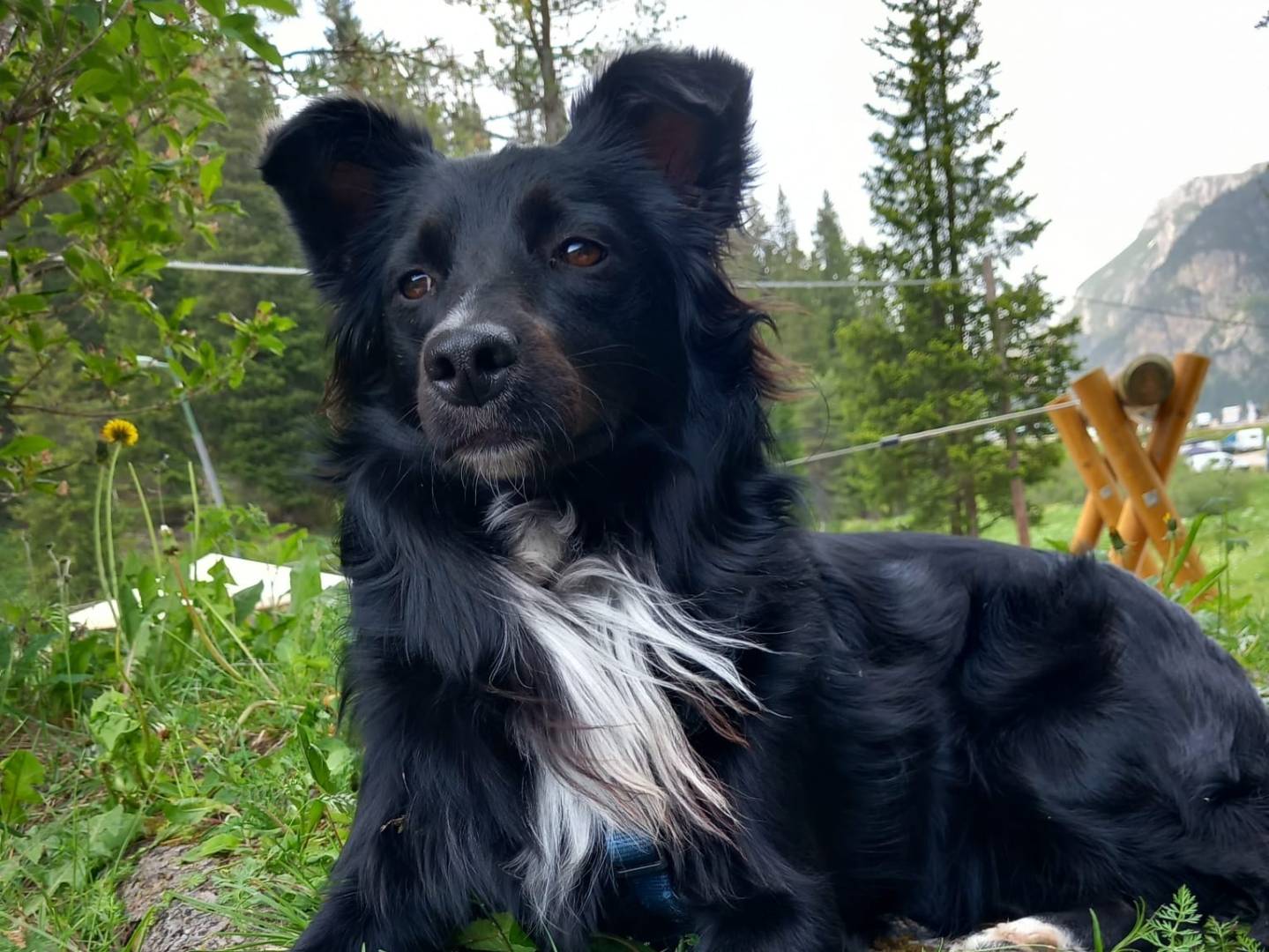 Adozione cane, femmina, Razza sconosciuta Razza sconosciuta, 2 anni  e 10 mesi , taglia piccola, Foggia