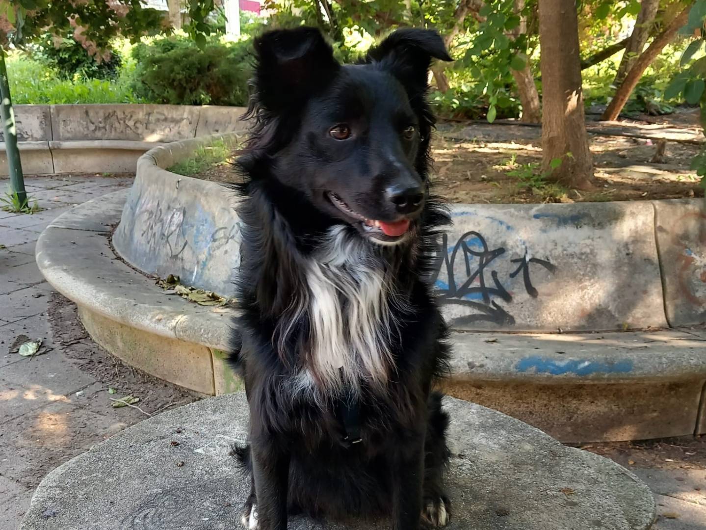 Adotta un cane, femmina, 2 anni  e 10 mesi , Foggia