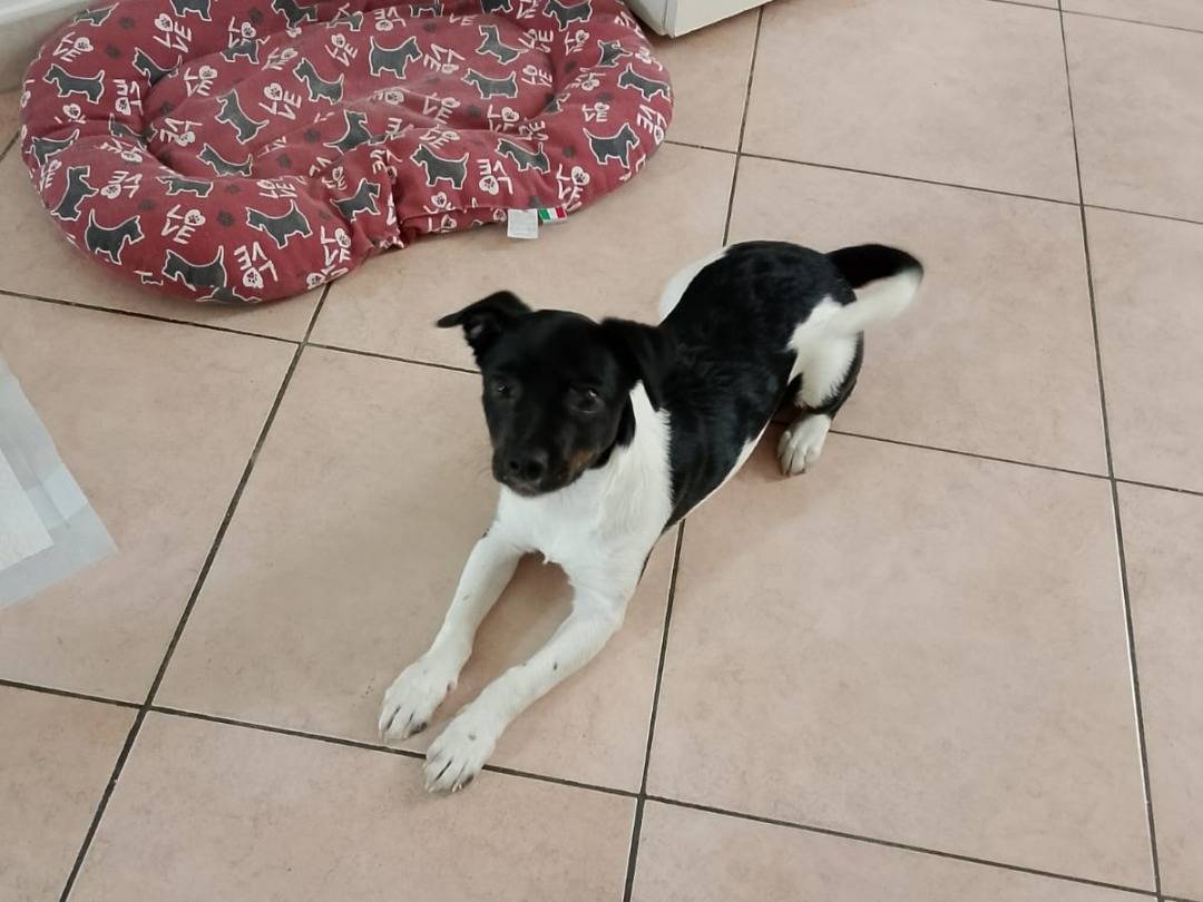 Adotta un cane, taglia piccola, femmina, Napoli