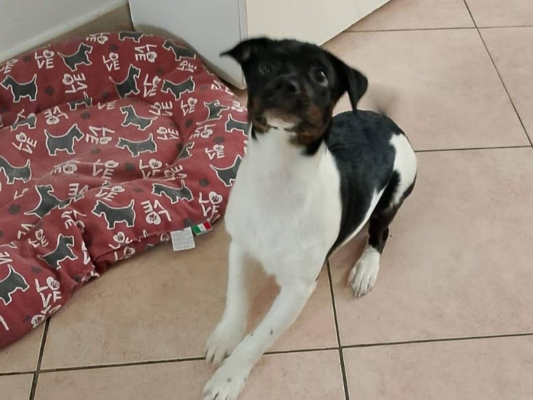 Vuoi adottare un cane a Napoli?
