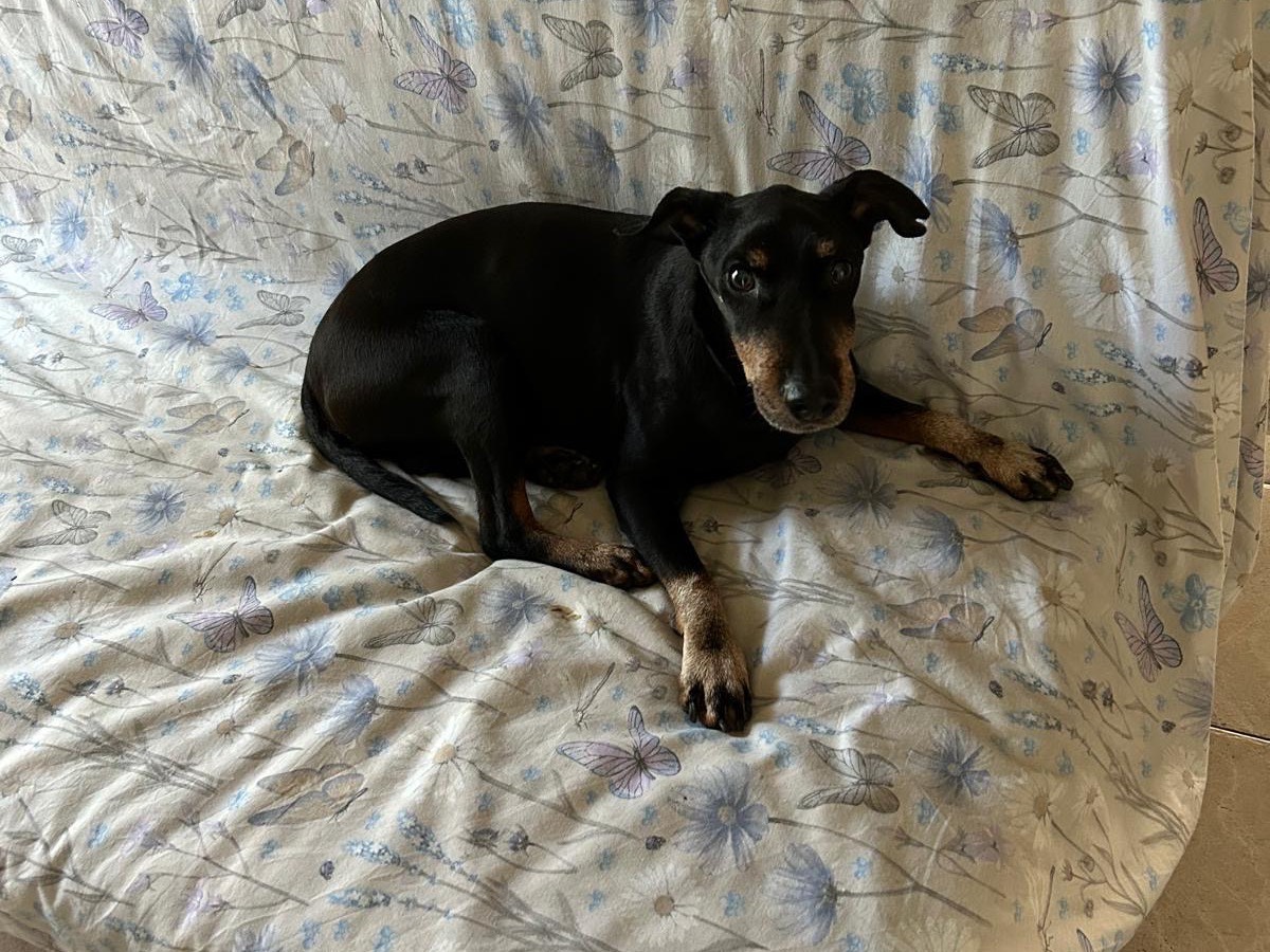 Adotta un cane, maschio, 12 anni  e 3 mesi , Milano