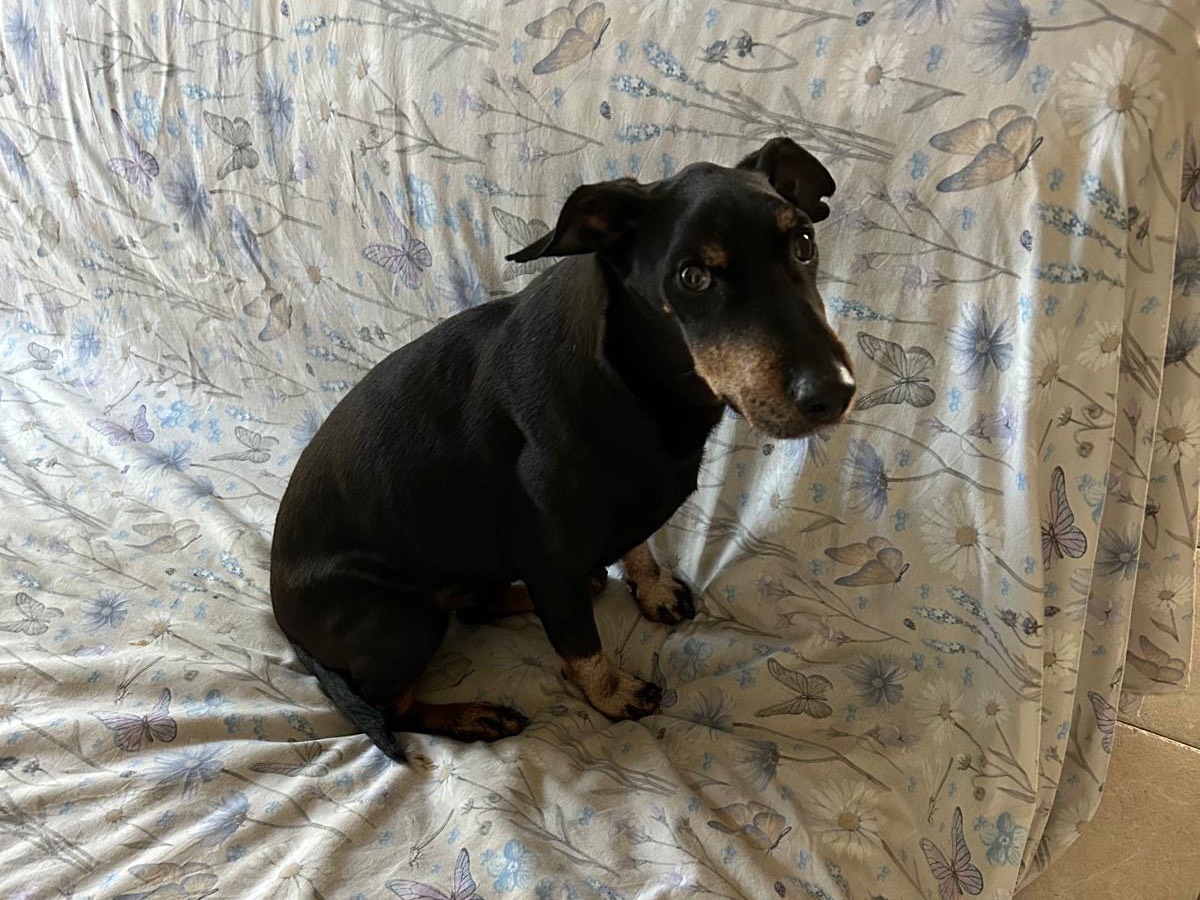 Adotta un cane, taglia media contenuta, maschio, Milano
