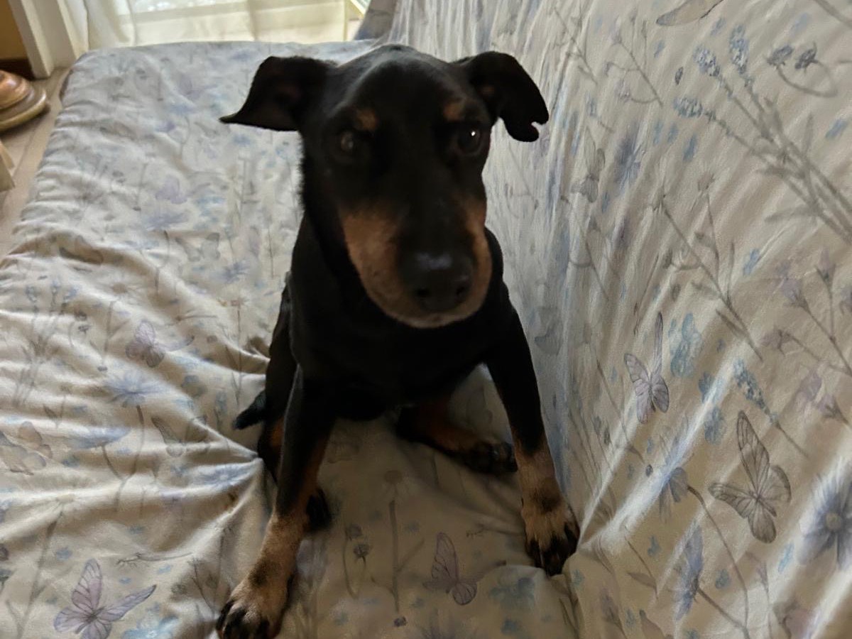 Vuoi adottare un cane a Milano?