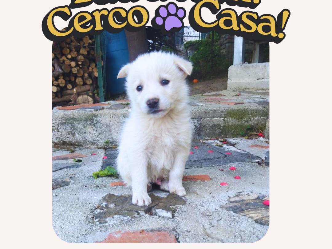 Adotta un cane, maschio, 1 mesi, Salerno