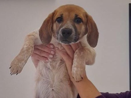 Foto dell'animale