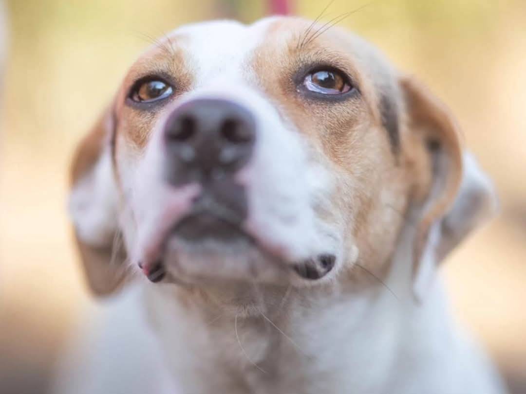 Foto dell'animale
