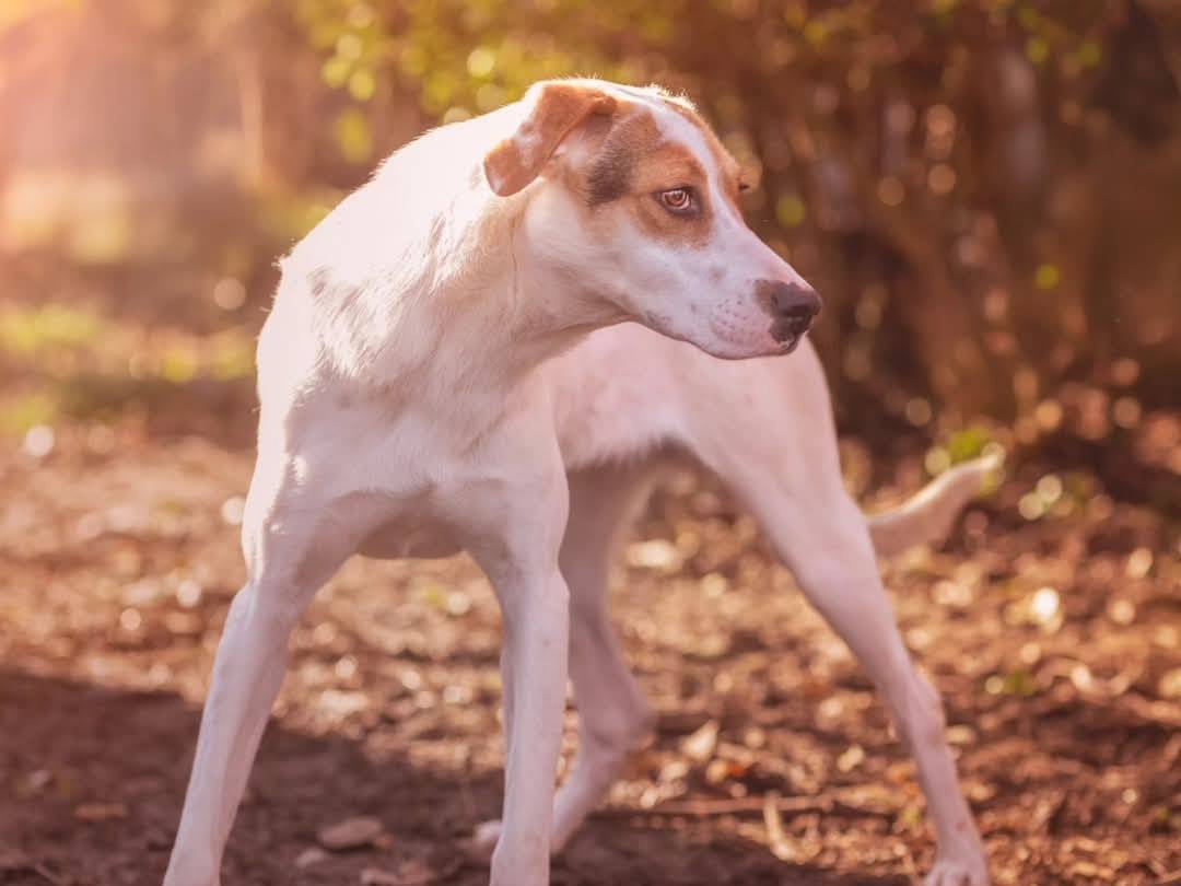 Adotta un cane, femmina, 1 anno e 9 mesi , Torino