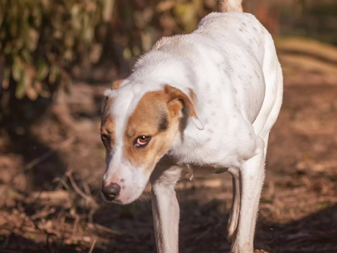 Vuoi adottare un cane a Torino?