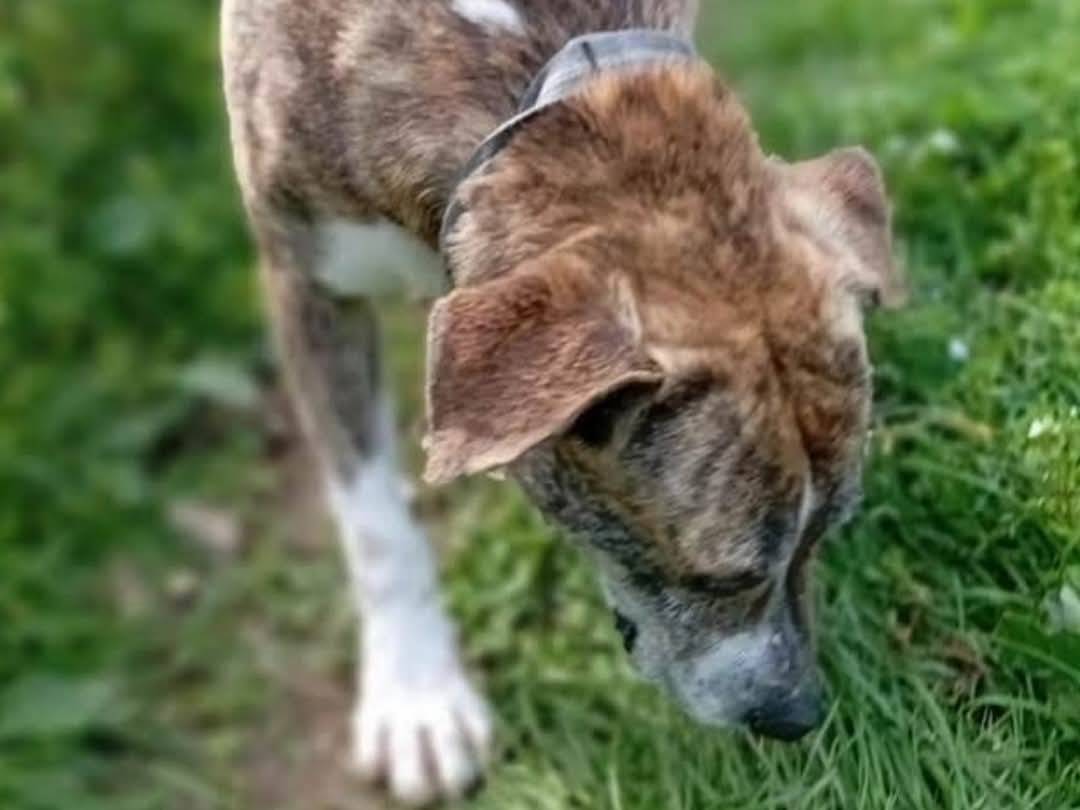Adotta un cane, taglia grande, maschio, Torino