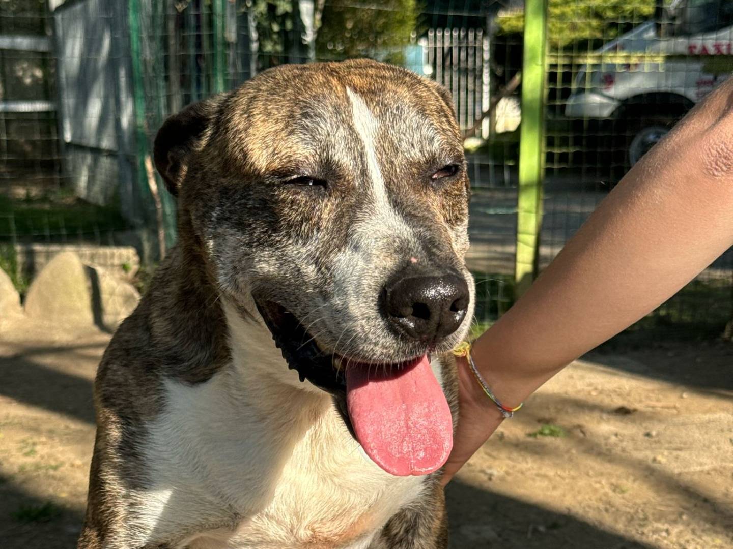 Vuoi adottare un cane a Torino?