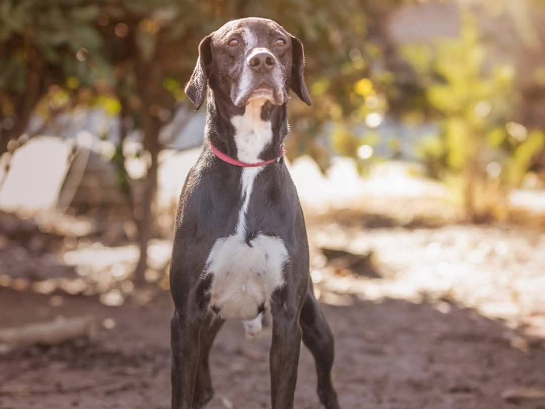 Adozione cane, maschio, Pointer Razza sconosciuta, 8 anni e 8 mesi, taglia media, Torino
