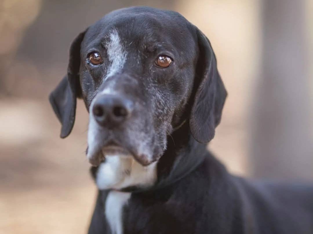 Adotta un cane, maschio, 8 anni e 8 mesi, Torino