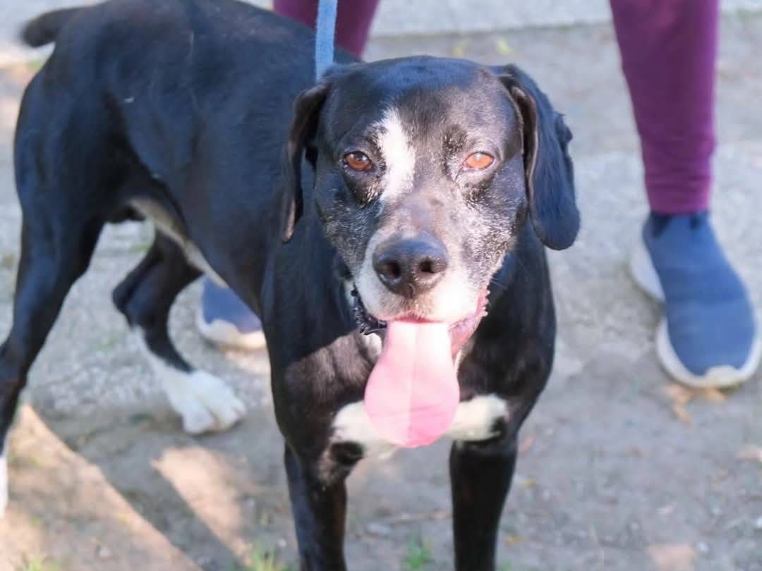 Adotta un cane, taglia media, maschio, Torino