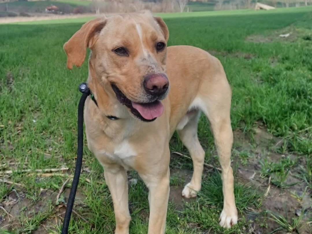 Adotta un cane, taglia media, maschio, Torino