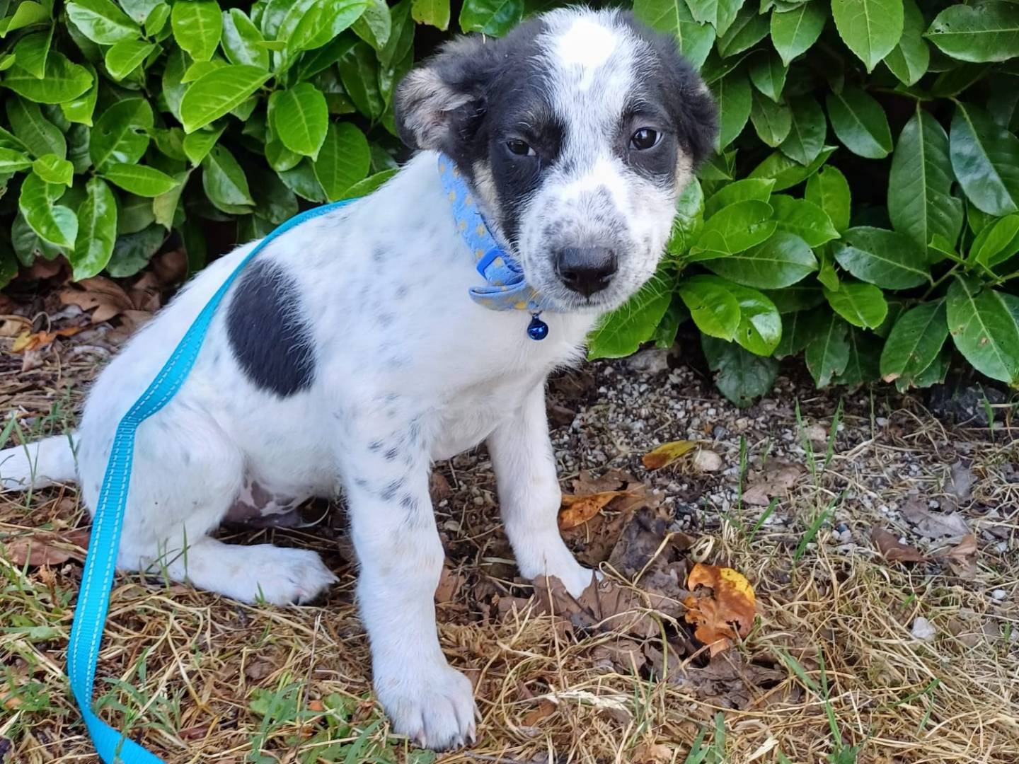 Adozione cane, maschio, Razza sconosciuta Razza sconosciuta, 6 mesi, taglia media contenuta, Salerno