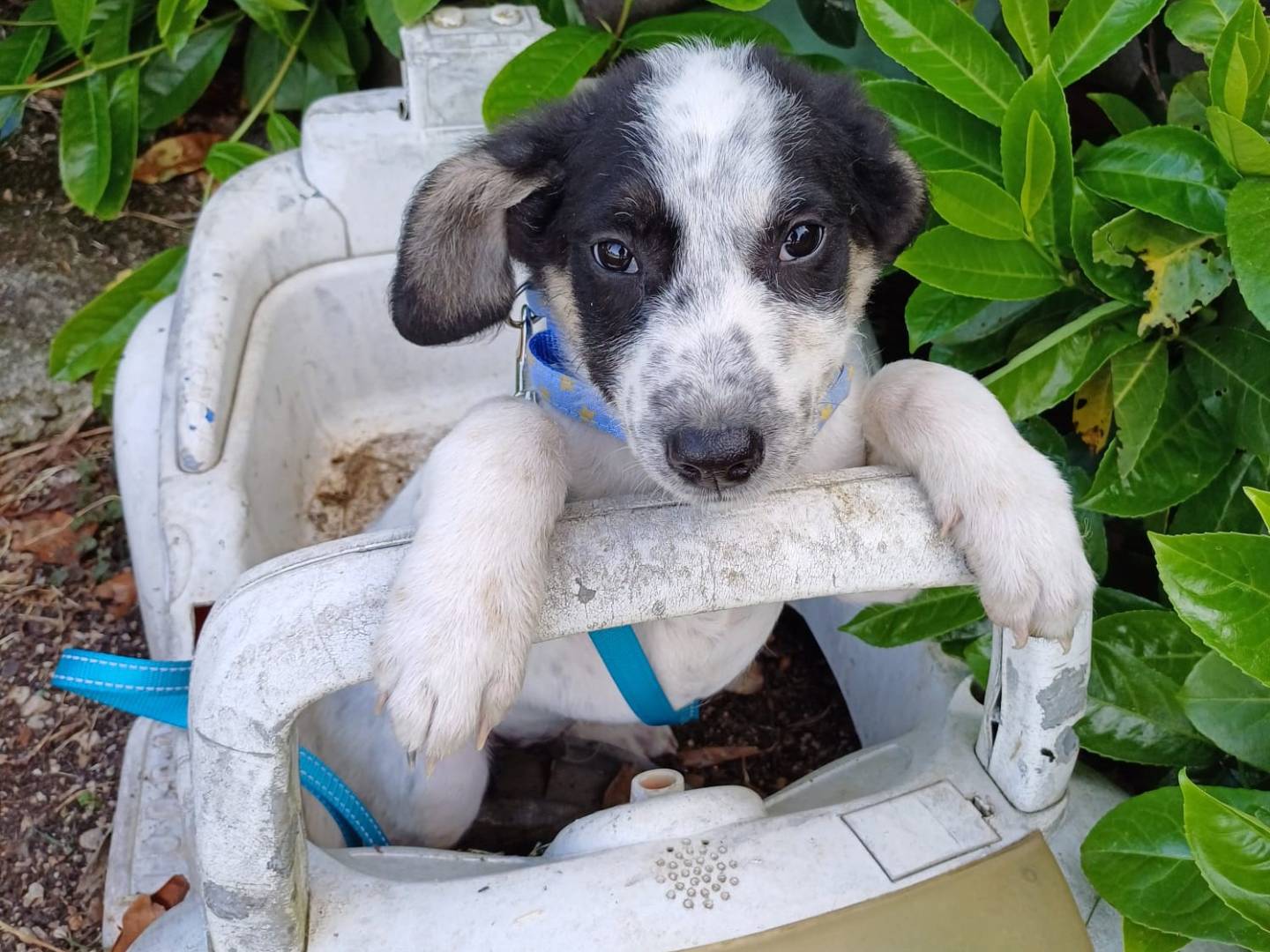 Adotta un cane, maschio, 6 mesi, Salerno