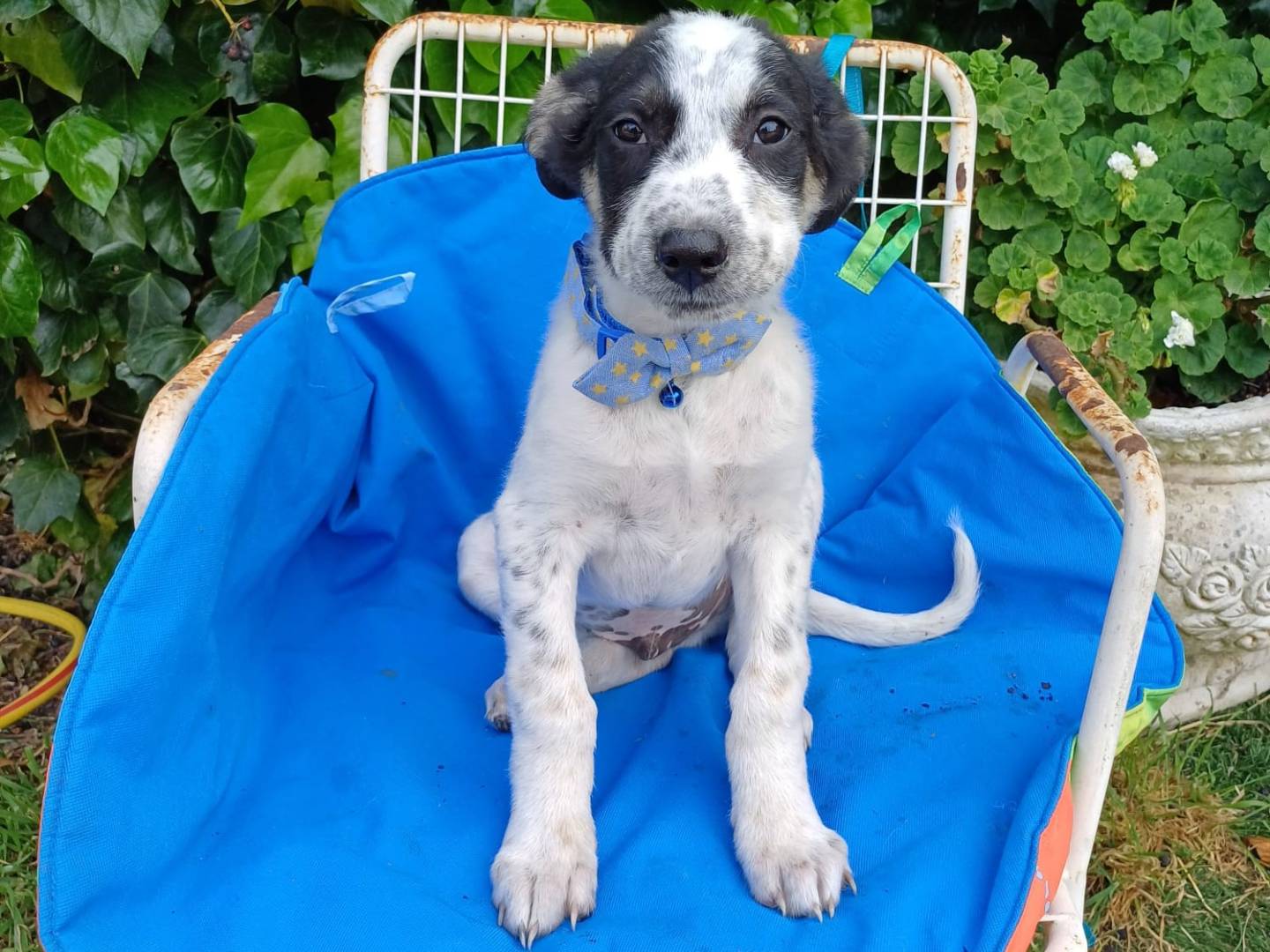 Adotta un cane, taglia media contenuta, maschio, Salerno