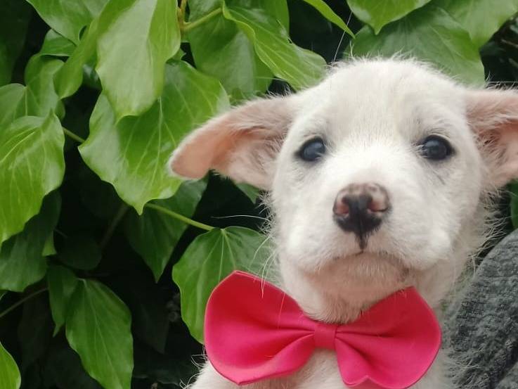 Vuoi adottare un cane a Salerno?