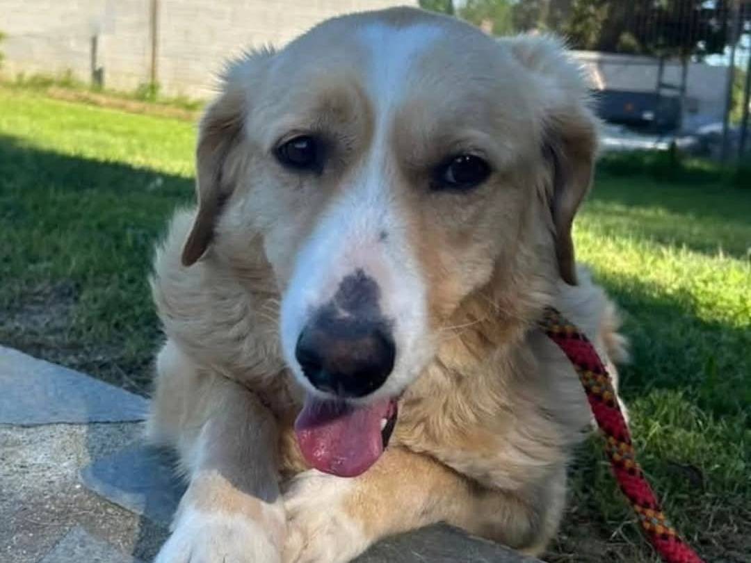 Adotta un cane, femmina, 7 anni  e 2 mesi , Torino