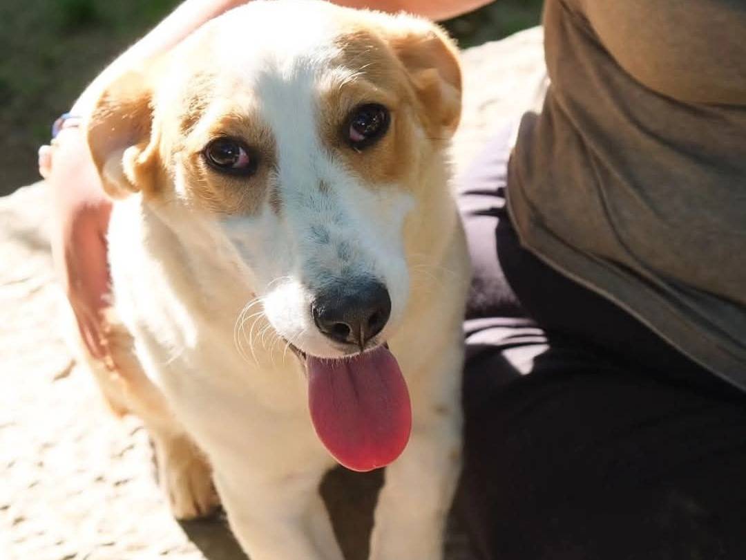 Adotta un cane, femmina, 1 anno e 2 mesi, Torino