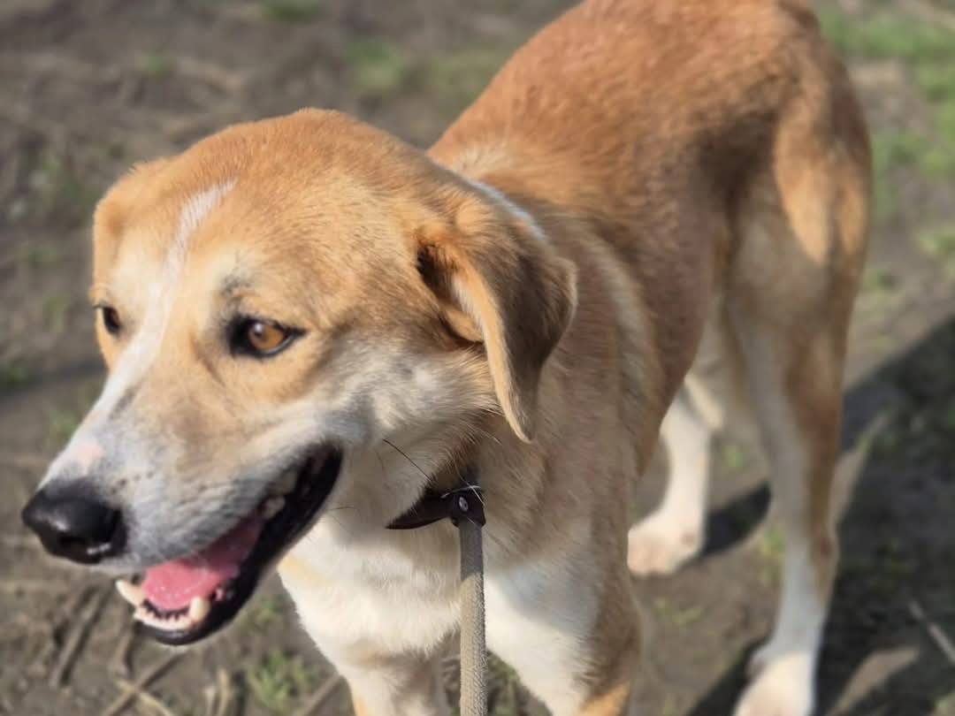 Adotta un cane, maschio, 1 anno e 7 mesi , Torino