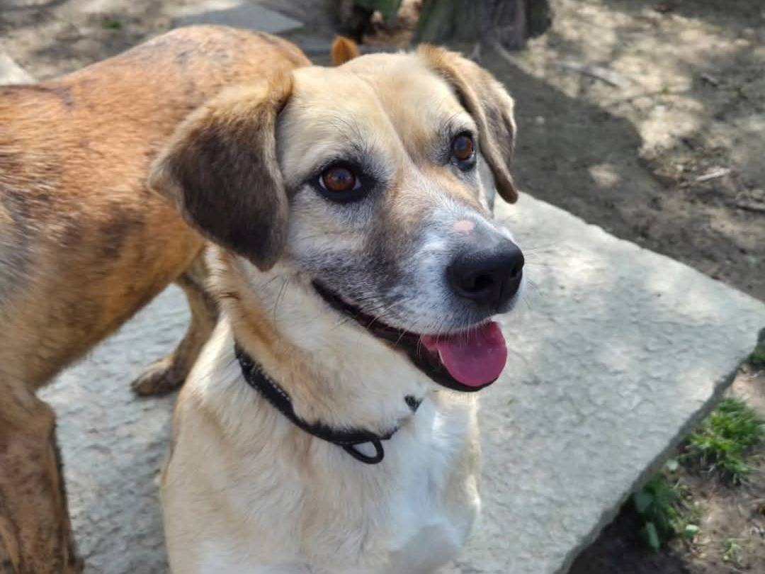 Adotta un cane, femmina, 2 anni e 3 mesi, Torino