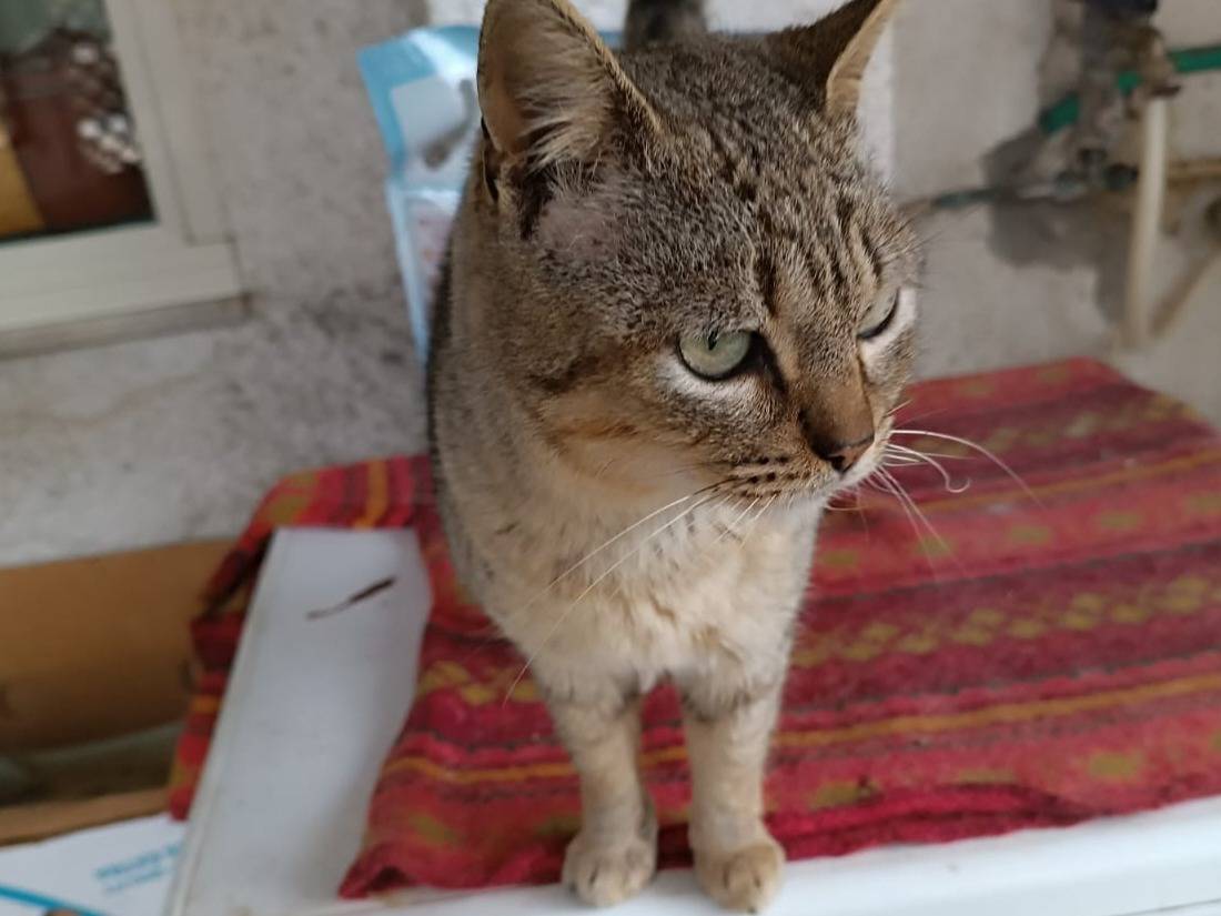Adotta un gatto, femmina, 2 anni  e 4 mesi , Vibo